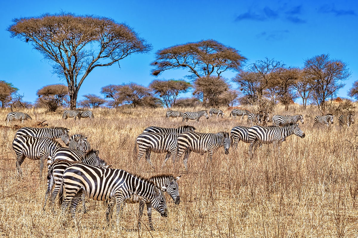 group-zebras-africa-min